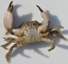 Pilumnus hirtellus